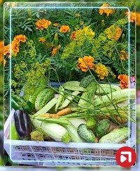 Елена Рослая