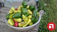 Потапова Елена Викторовна